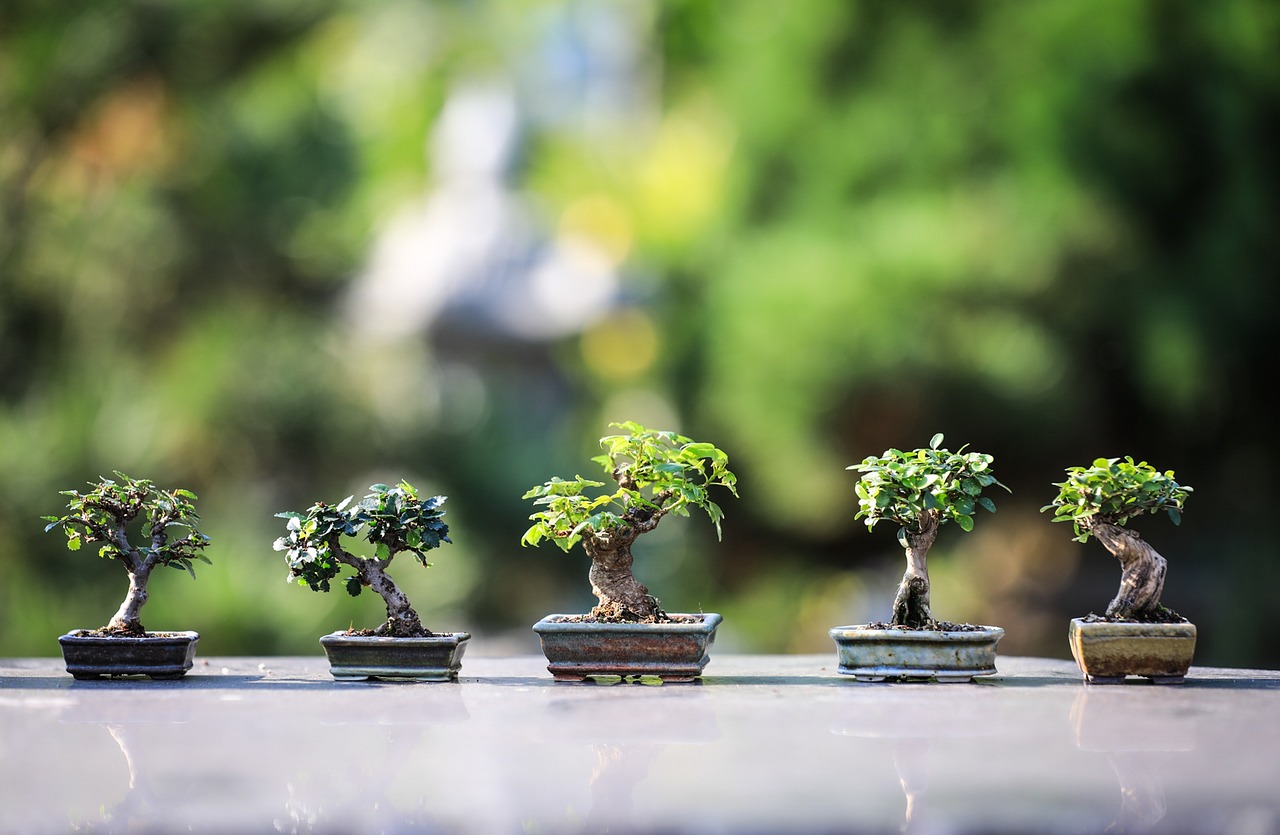 Bonsaï : comment entretenir son arbre miniature ?
